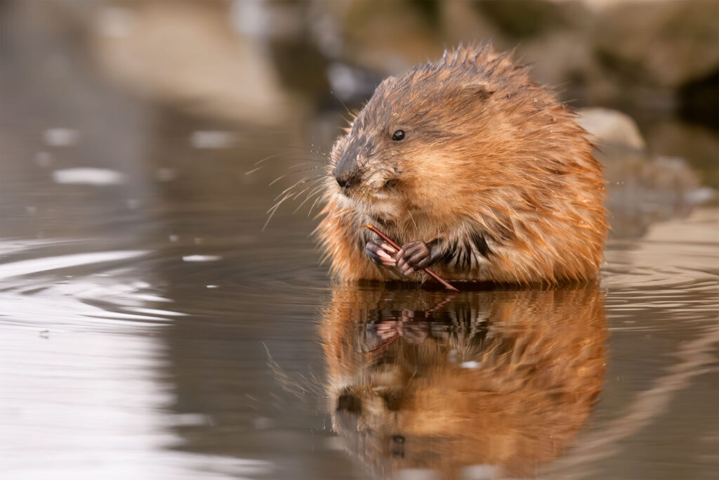 Muskrat chewing on a stick