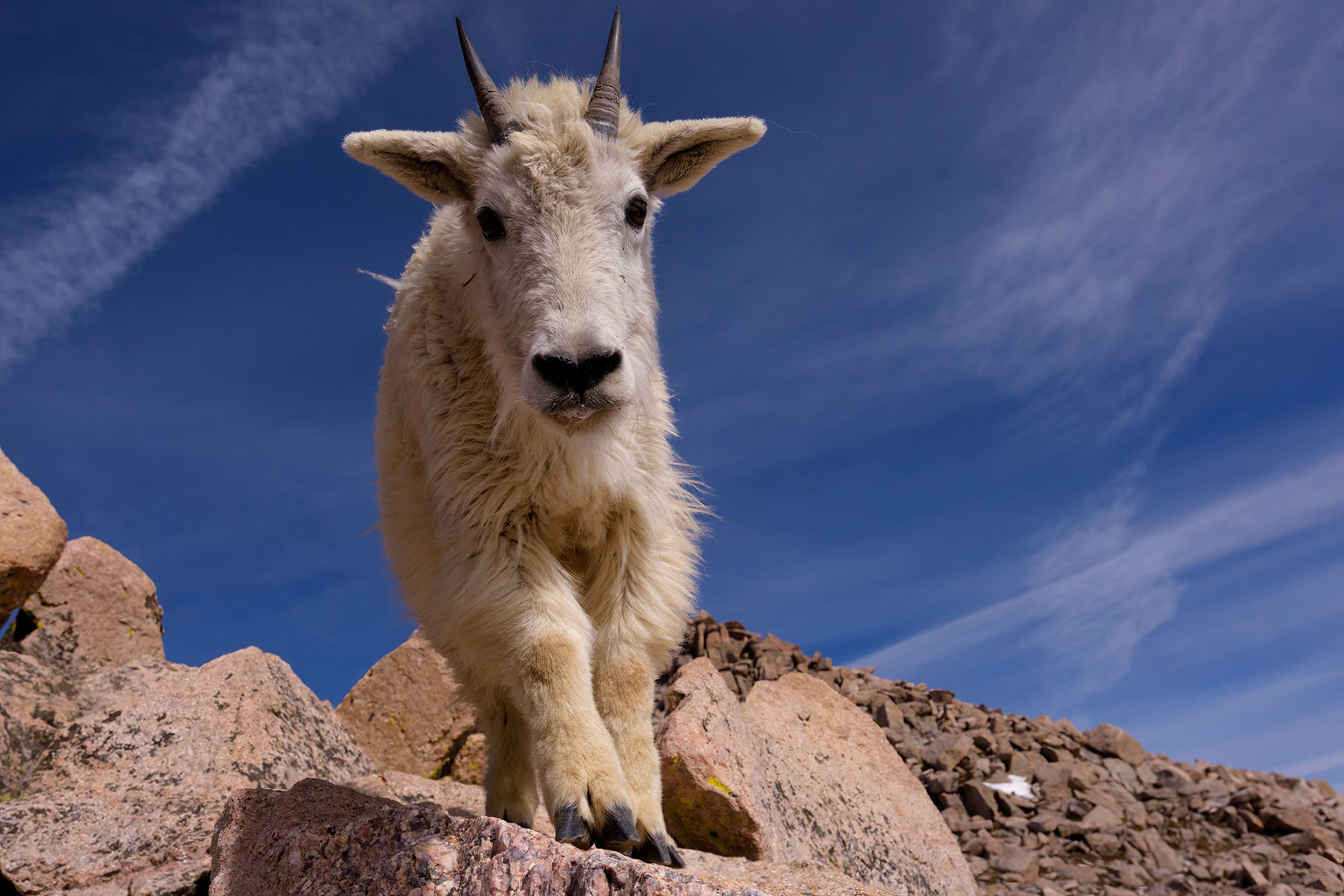 Rocky Mountain Goat kid