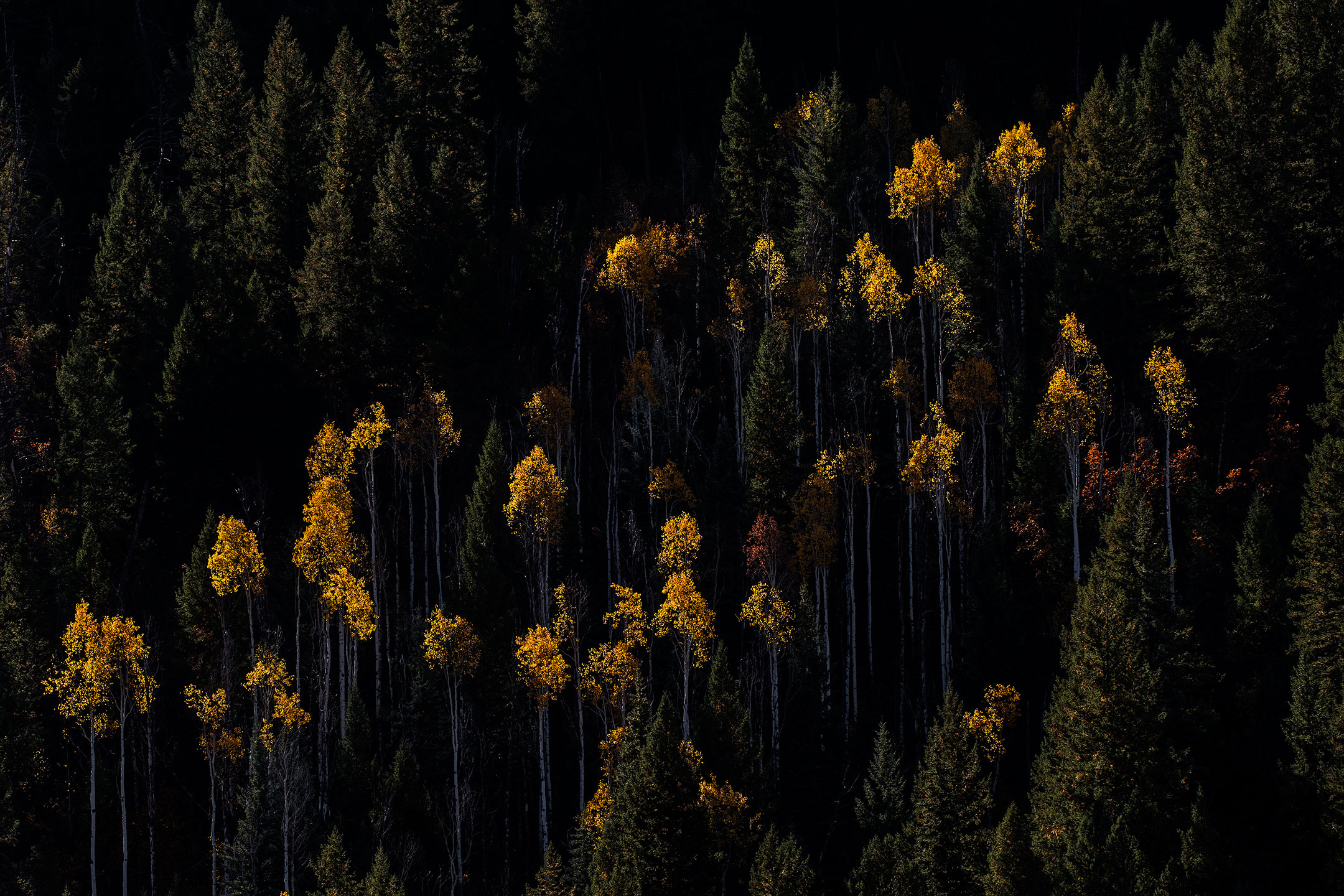 Bright yellow Aspen tree fireworks explode in forest leaving trail of white smoke