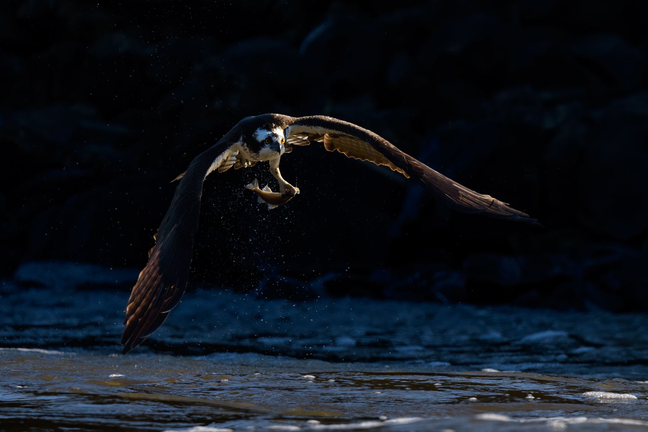 Osprey flying out of the shadows with fish in its talons