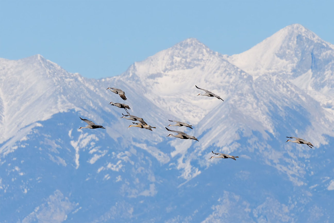 Sandhill Cranes coming in for a landing with snowcapped Rockies in the background