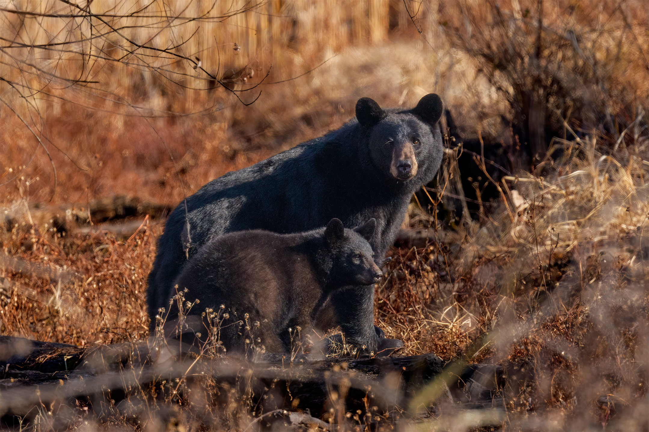 Sow Black Bear with cub