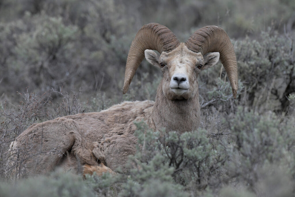 Wyoming Bighorn Sheep ram laying in sage brush