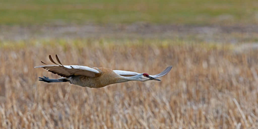 Idaho Sandhill Crane flying low over a field