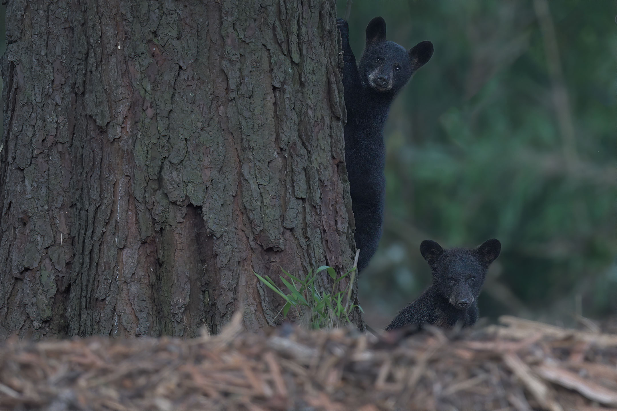 Pair of Black Bear cubs