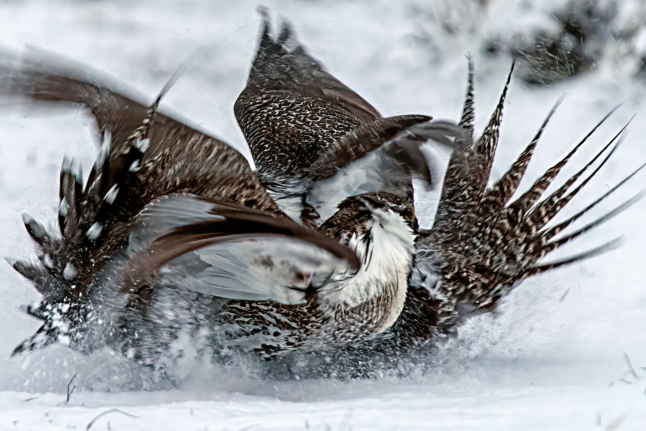 Wyoming fighting Greater Sage Grouse