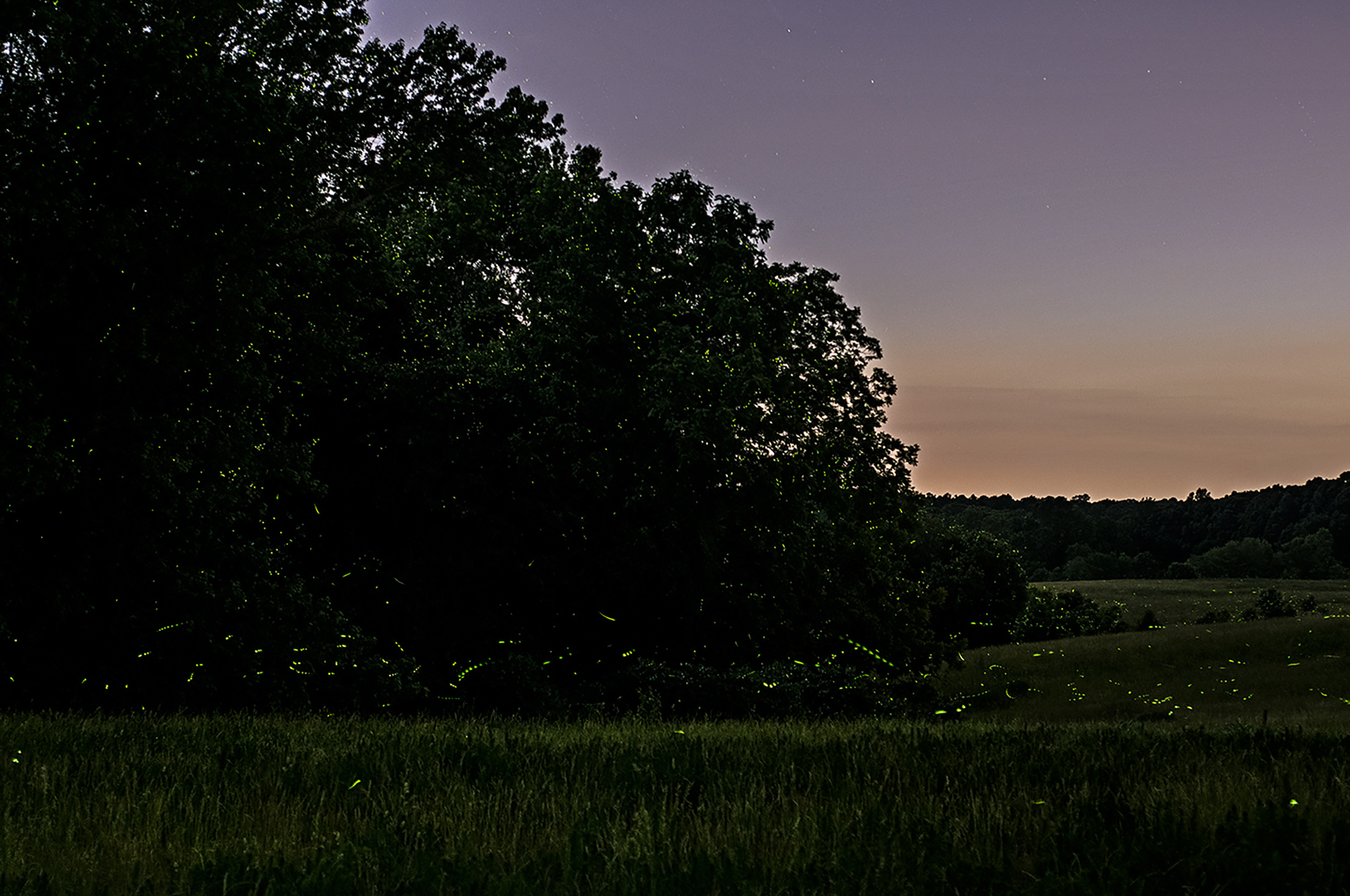 Fireflies light up a field and trees on a summer's evening