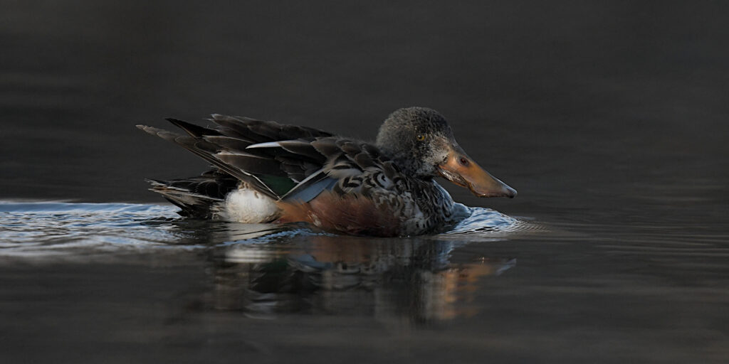 Northern Shoveler hen paddles while keeping an eye out