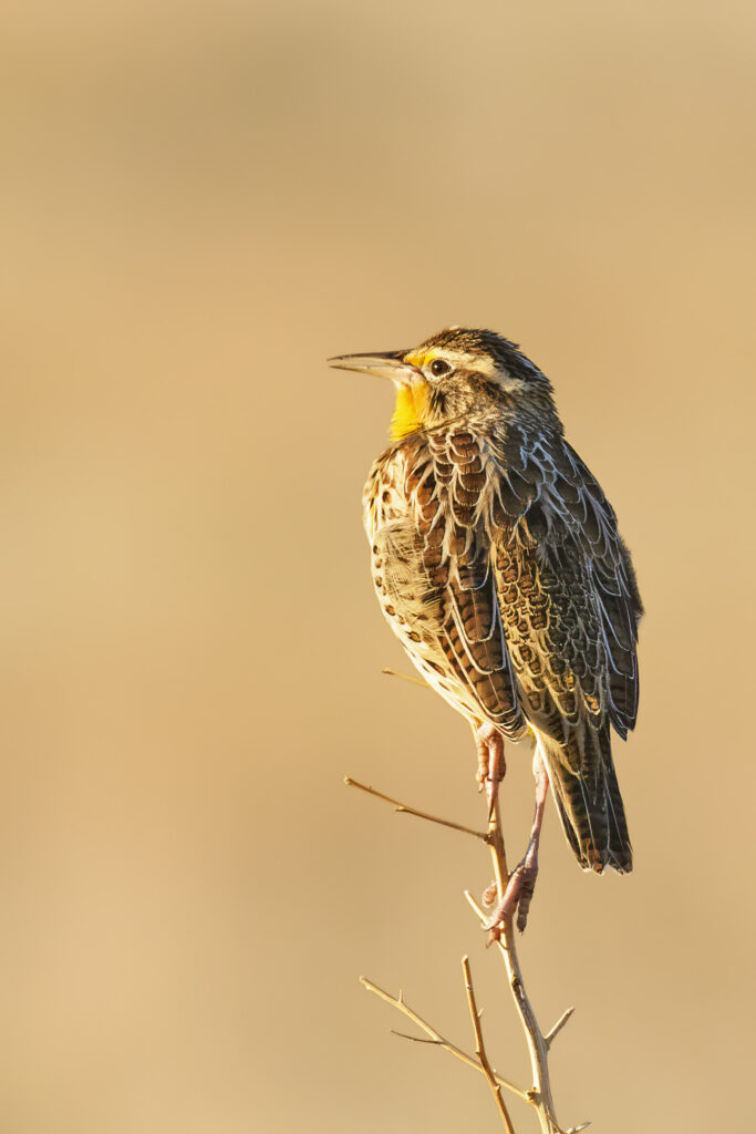 Meadow Lark looks across open fields