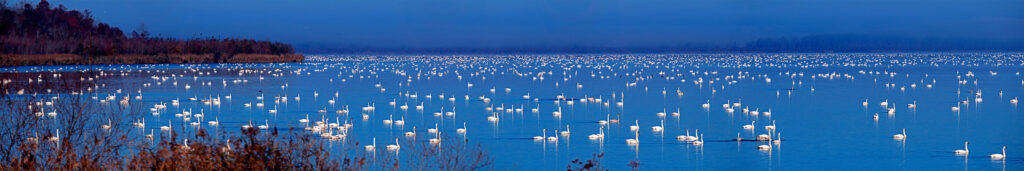 Tundra Swans wintering in North Carolina