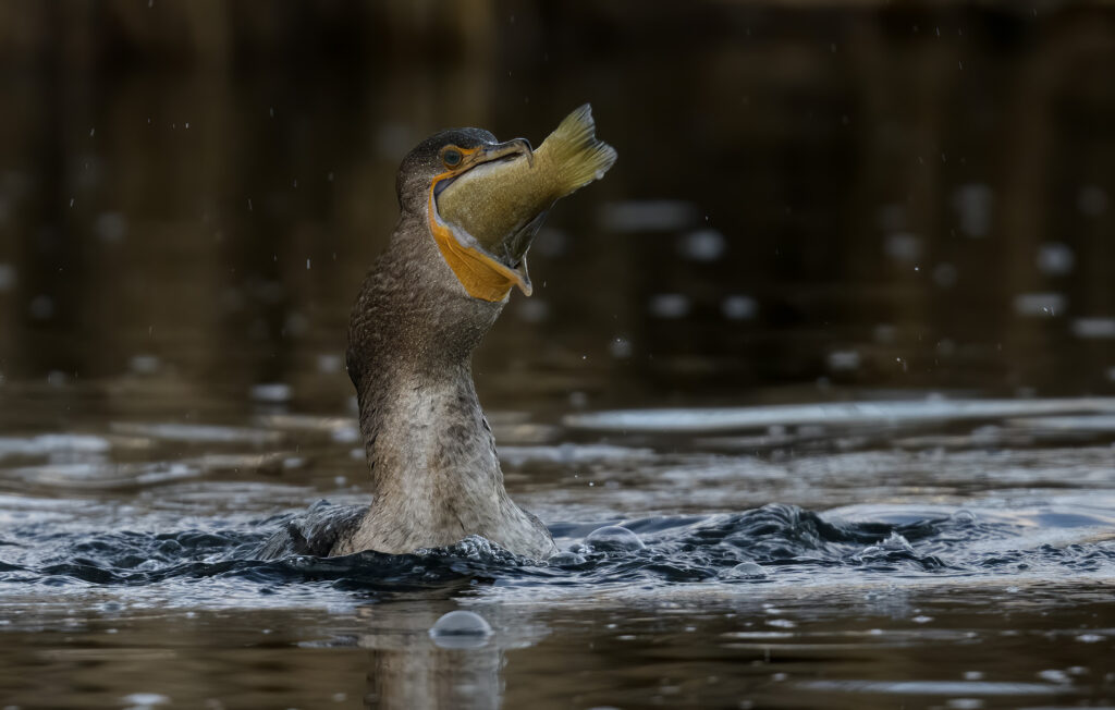 Cormorant Feeding