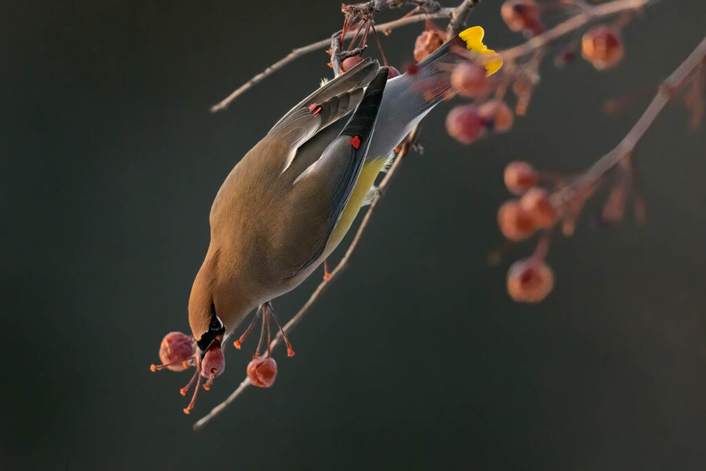 Cedar Waxwing