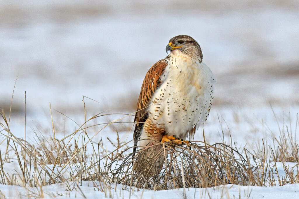 Ferruginous Hawk