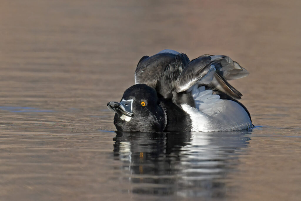 Ring-necked Duck stretching