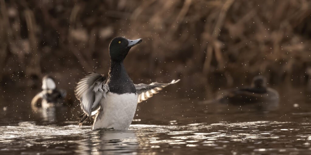 Ringed-Neck Duck bathing