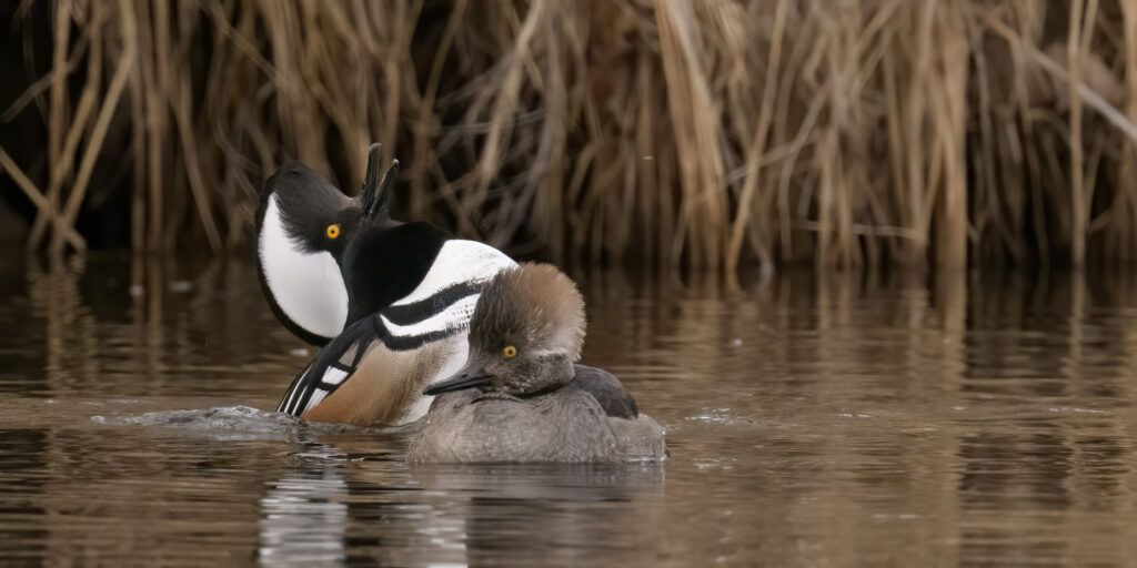 Hooded Merganser drake displaying for hen