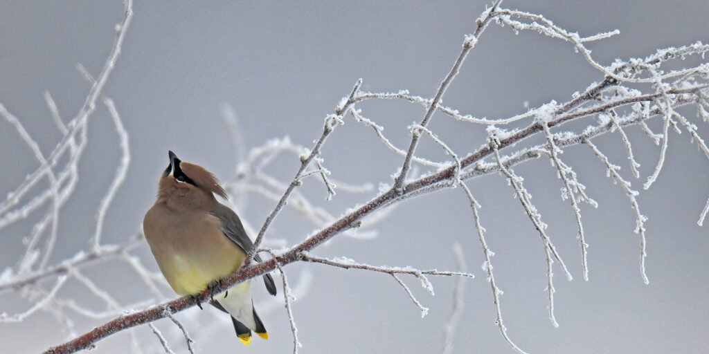 Cedar Waxwing on a frosty morning