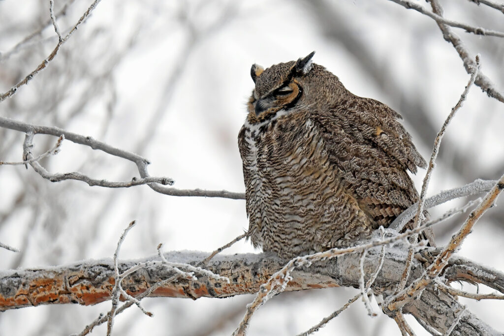 Great Horned Owl