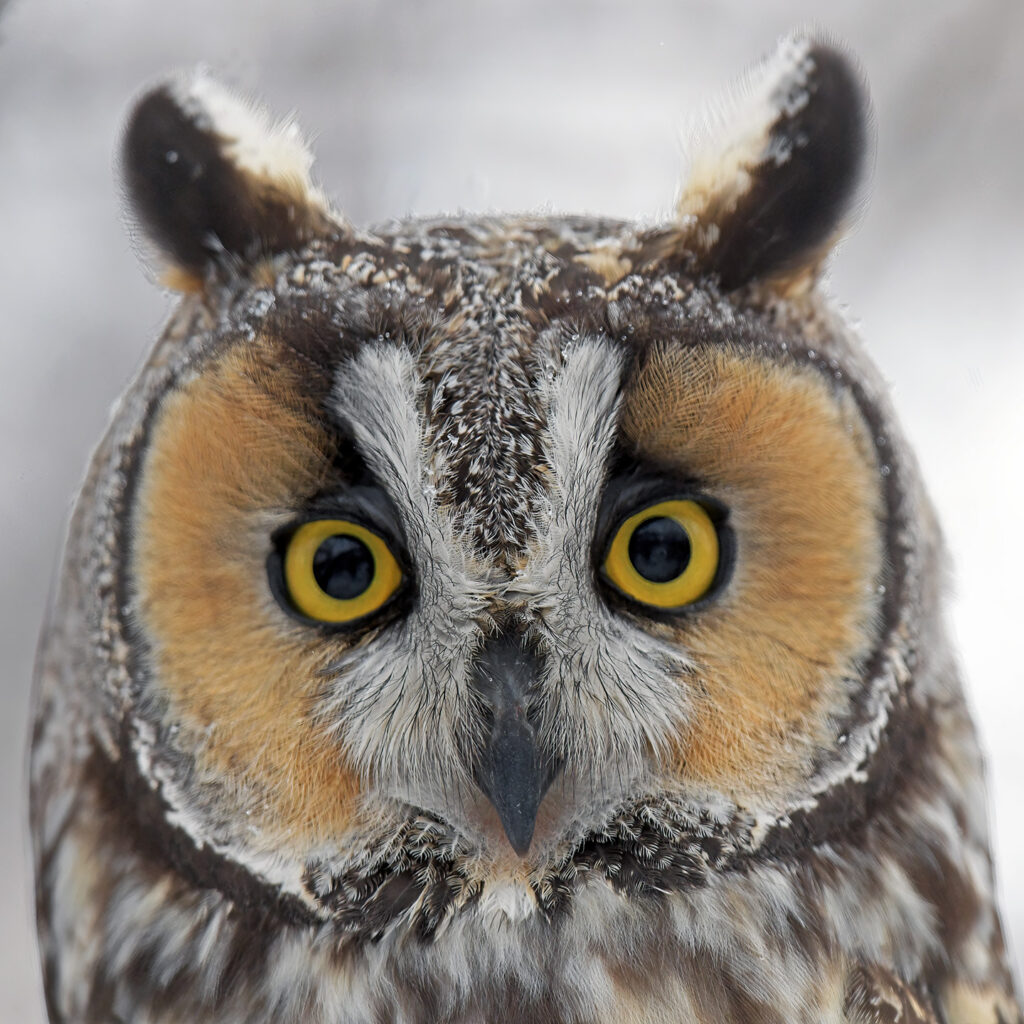 Long Eared Owl