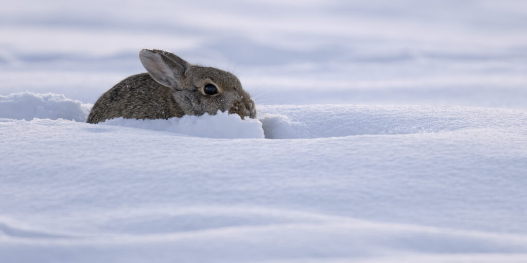 Cottontail Rabbit sheltering on a frosty morning