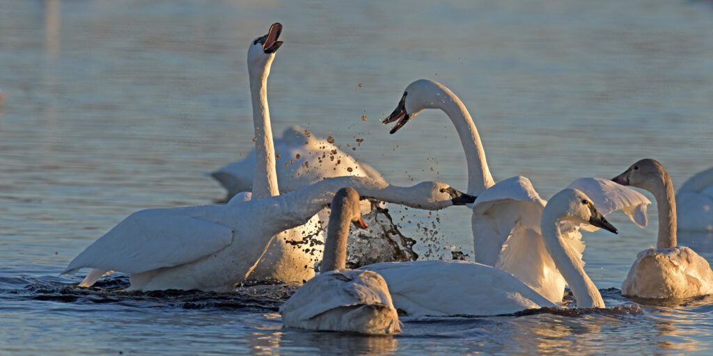 Tundra Swans fighting