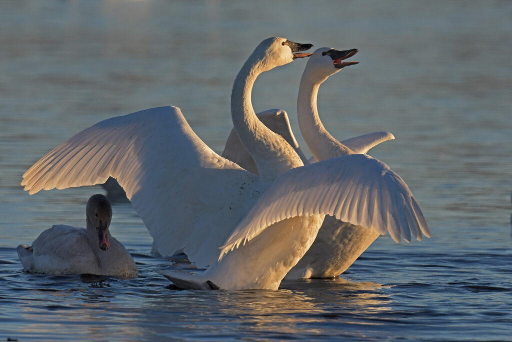 Tundra Swans