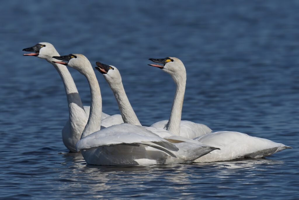 Tundra Swans