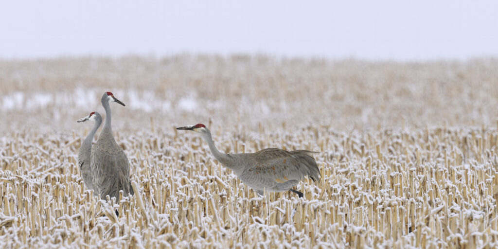 Sandhill Cranes