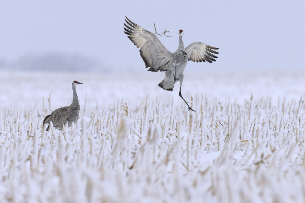 Sandhill Cranes