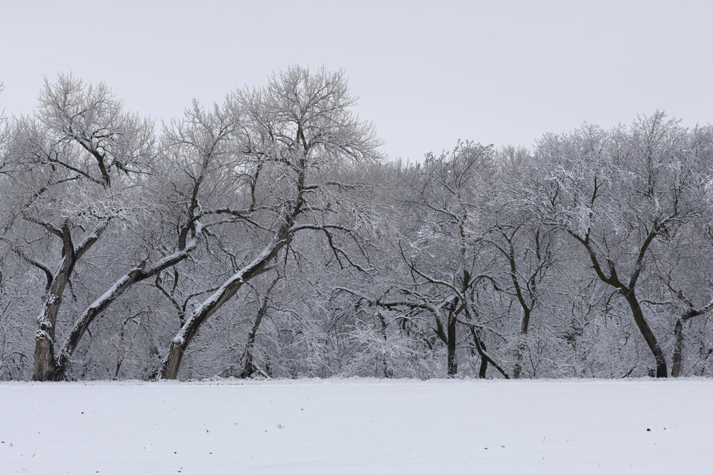 Snow and hoar frost on trees along the Platte River