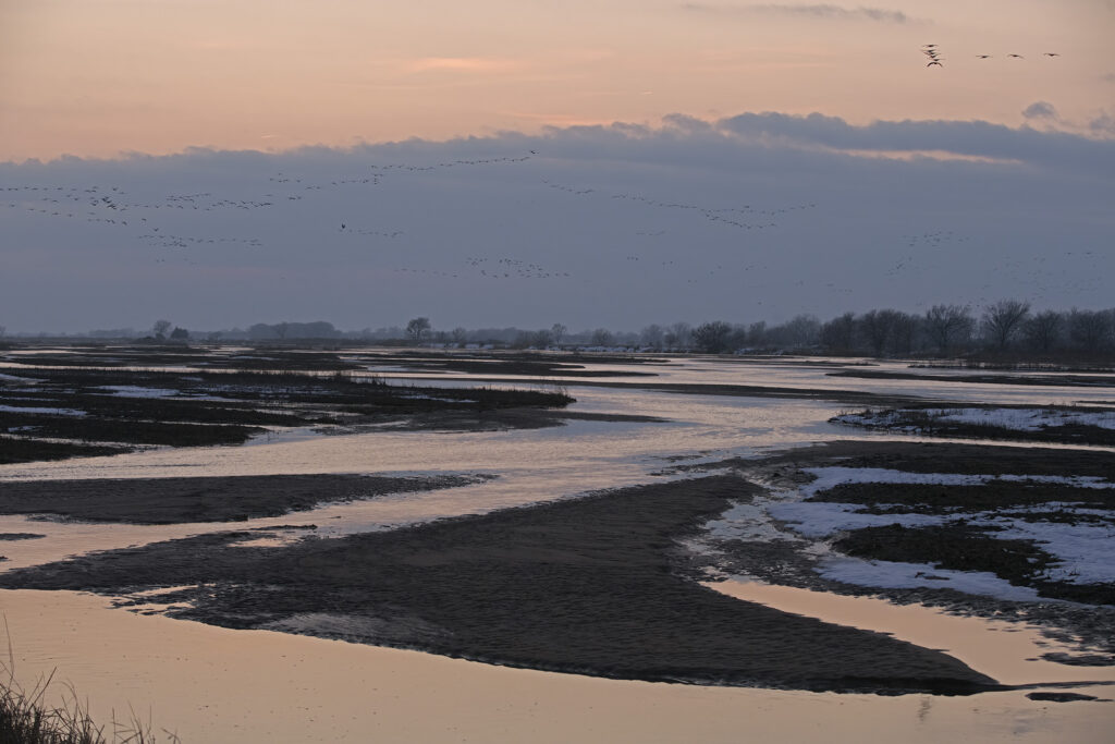 Sandhill Cranes landing for the evening on the Platte River