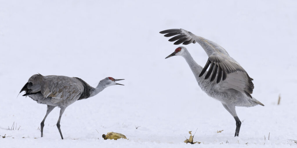 Sandhill Cranes