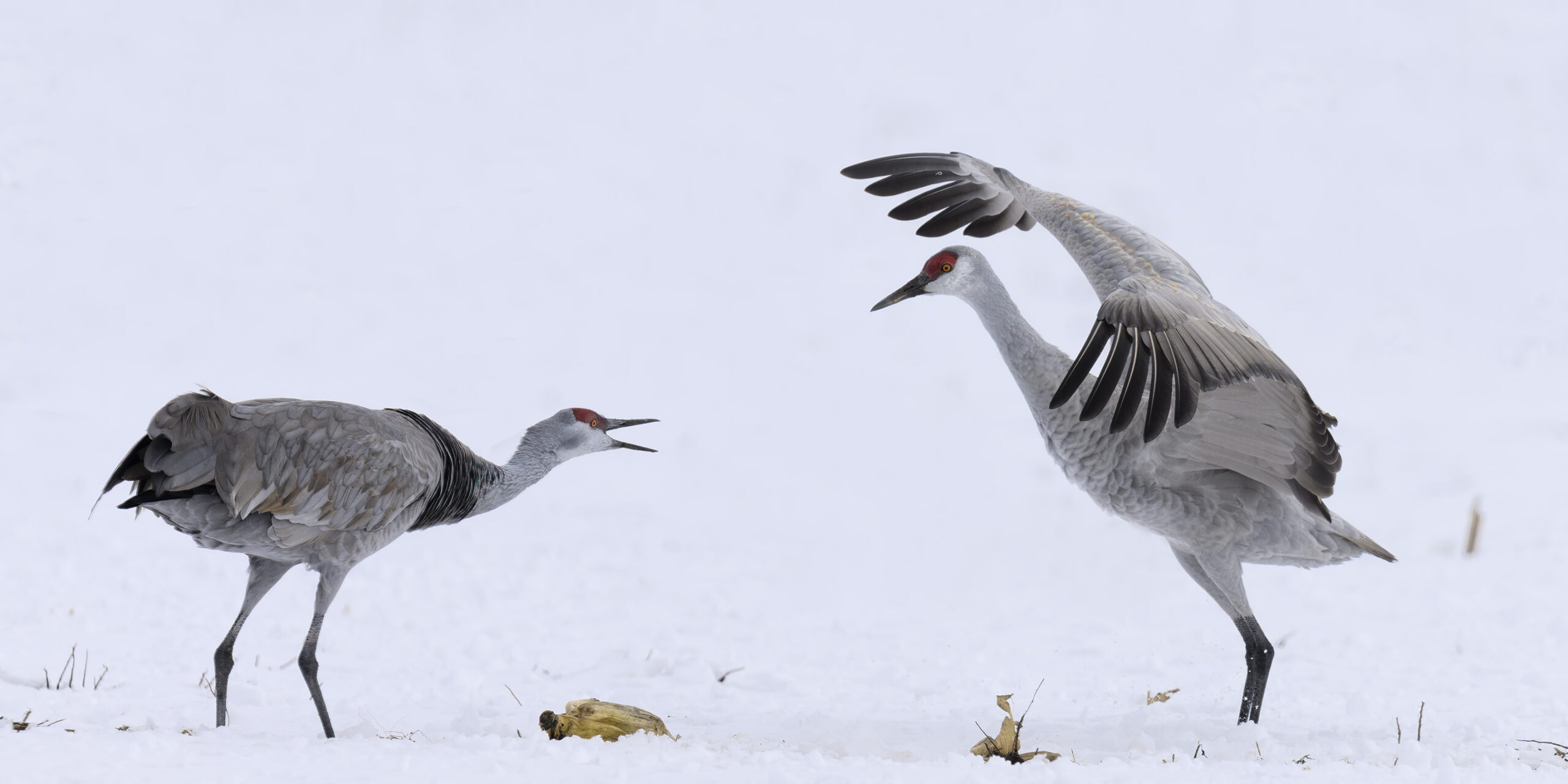 sandhill cranes - Mark Van Liere