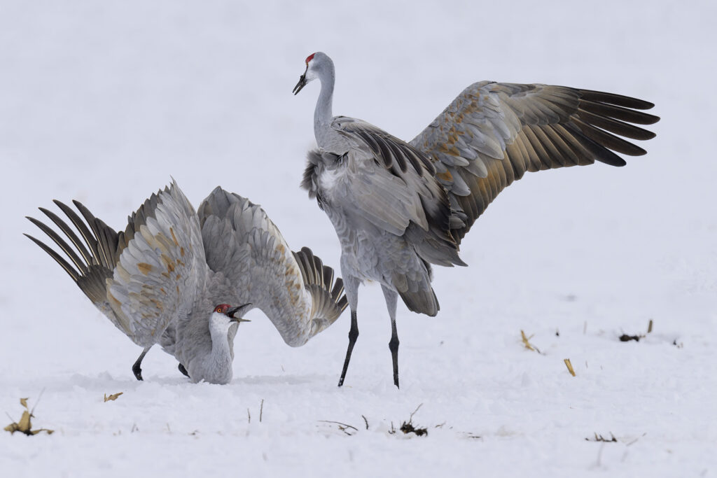 Dancing Sandhill Cranes