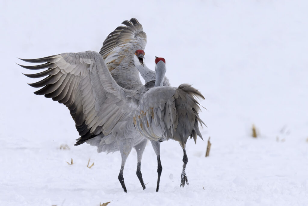 Dancing Sandhill Cranes