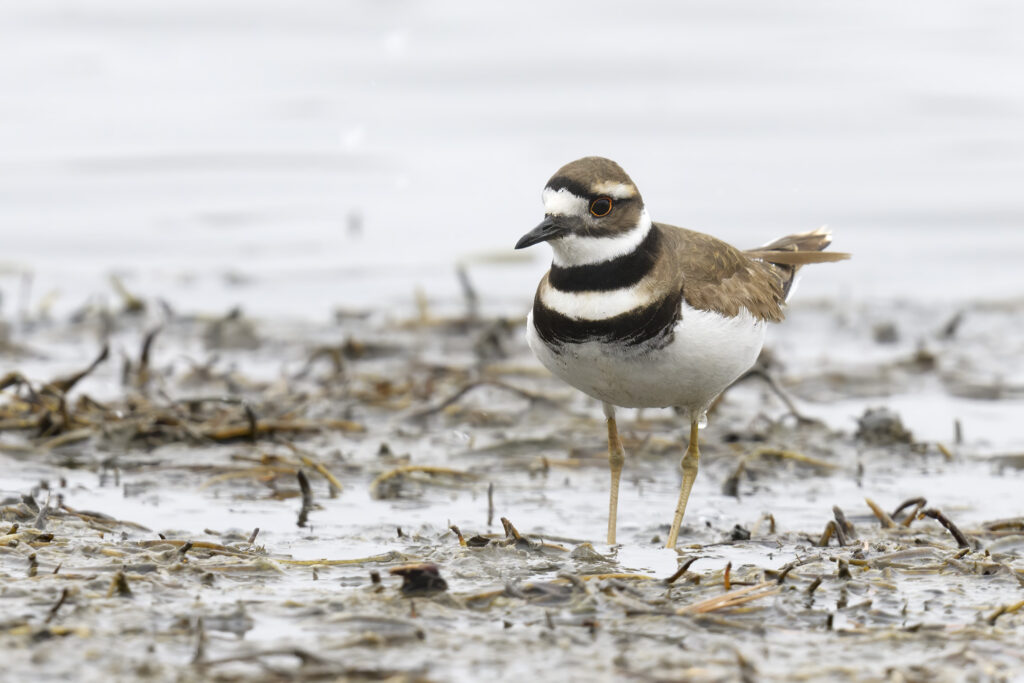 Killdeer