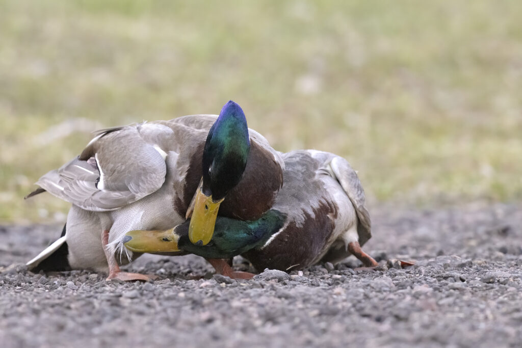 Mallard Drakes territorial fight