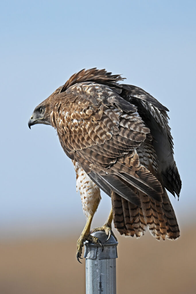 Red-tailed Hawk