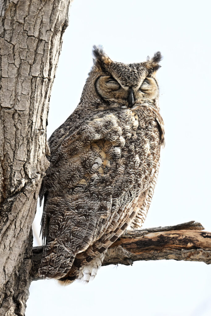 Great Horned Owl