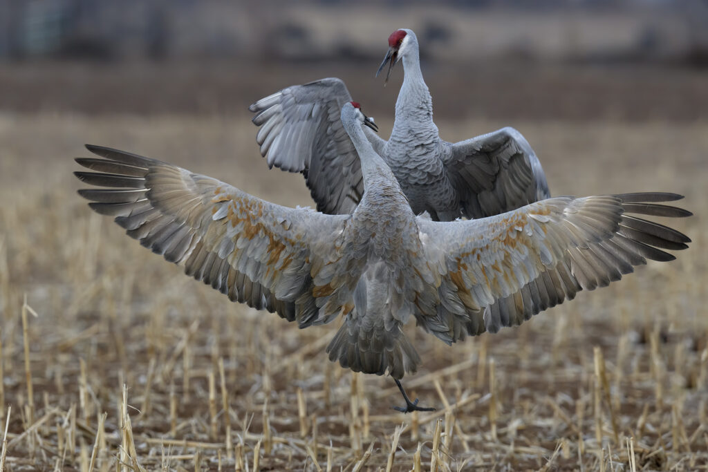 Sandhill Cranes fighting