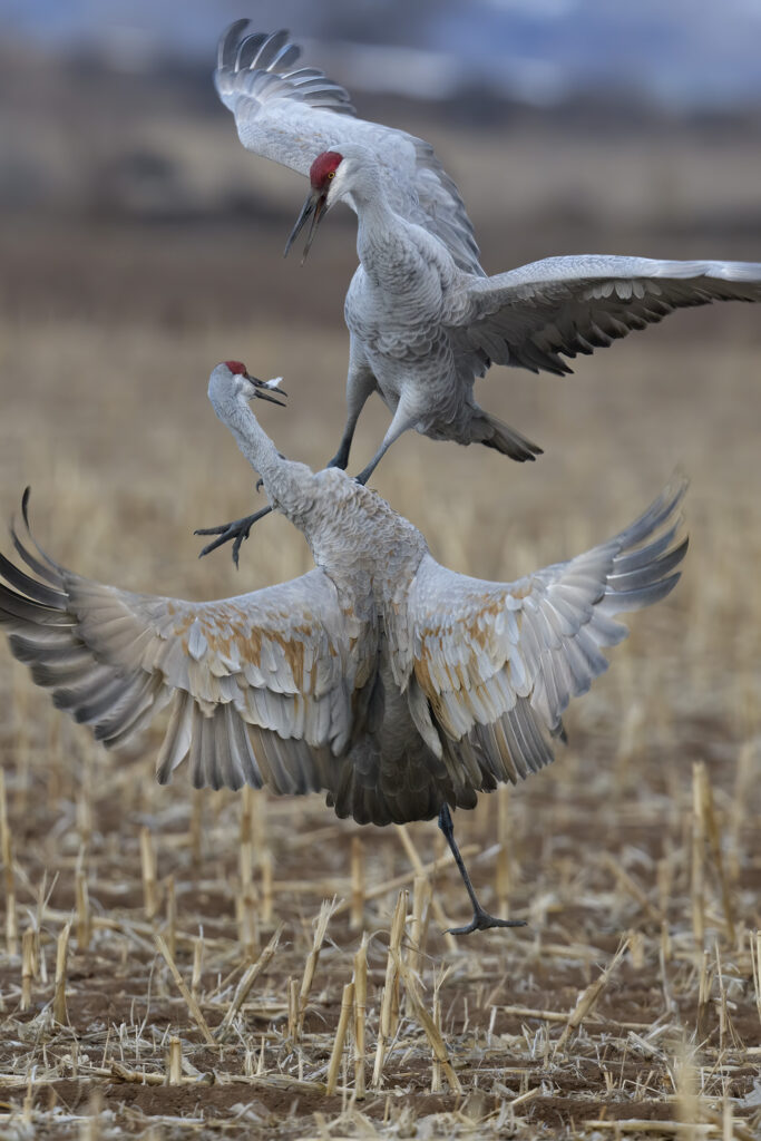 Sandhill Cranes fighting