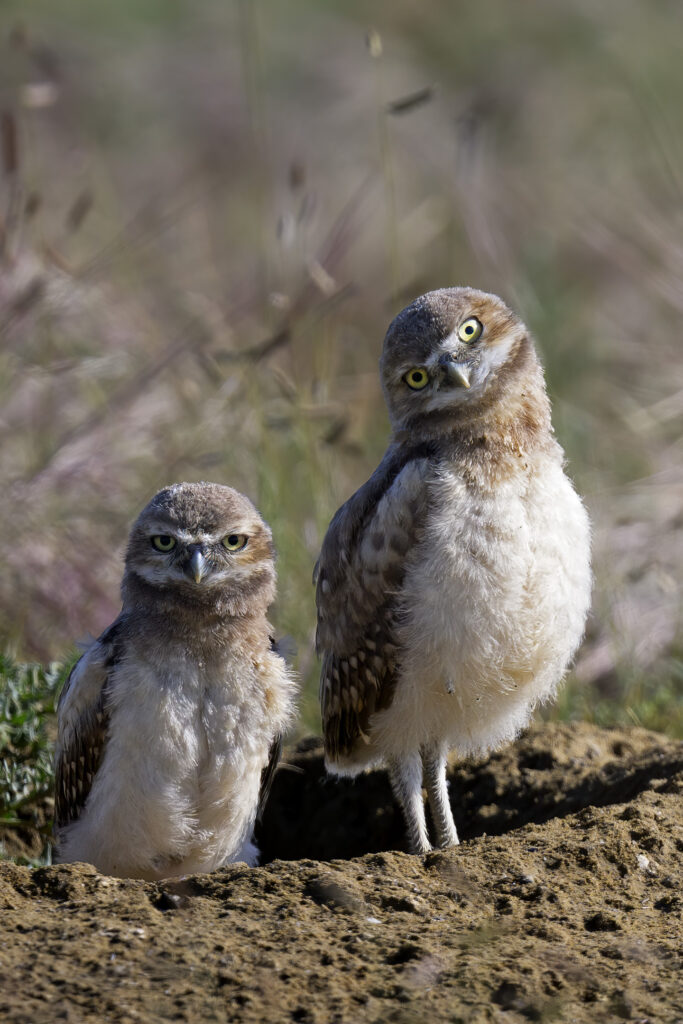 Juvenile Burrowing Owls