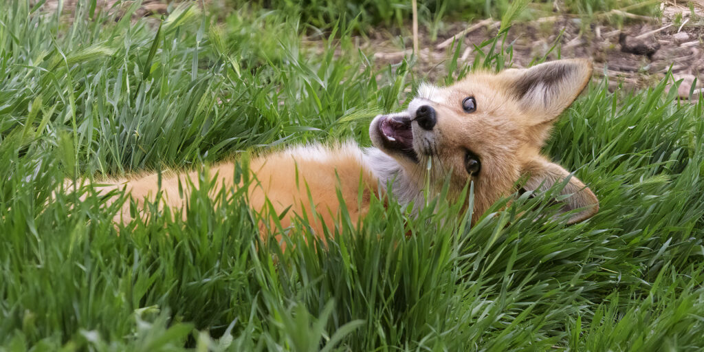 Playful kit