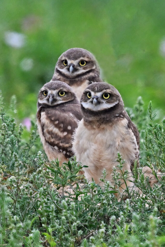 Burrowing Owl chicks