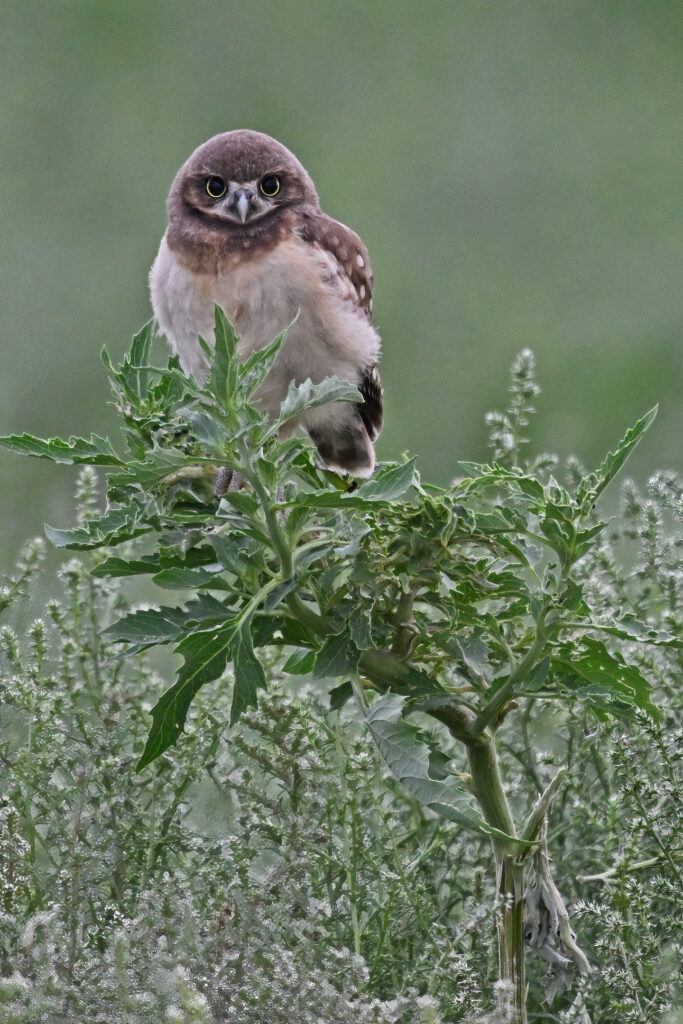 Burrowing Owl chick