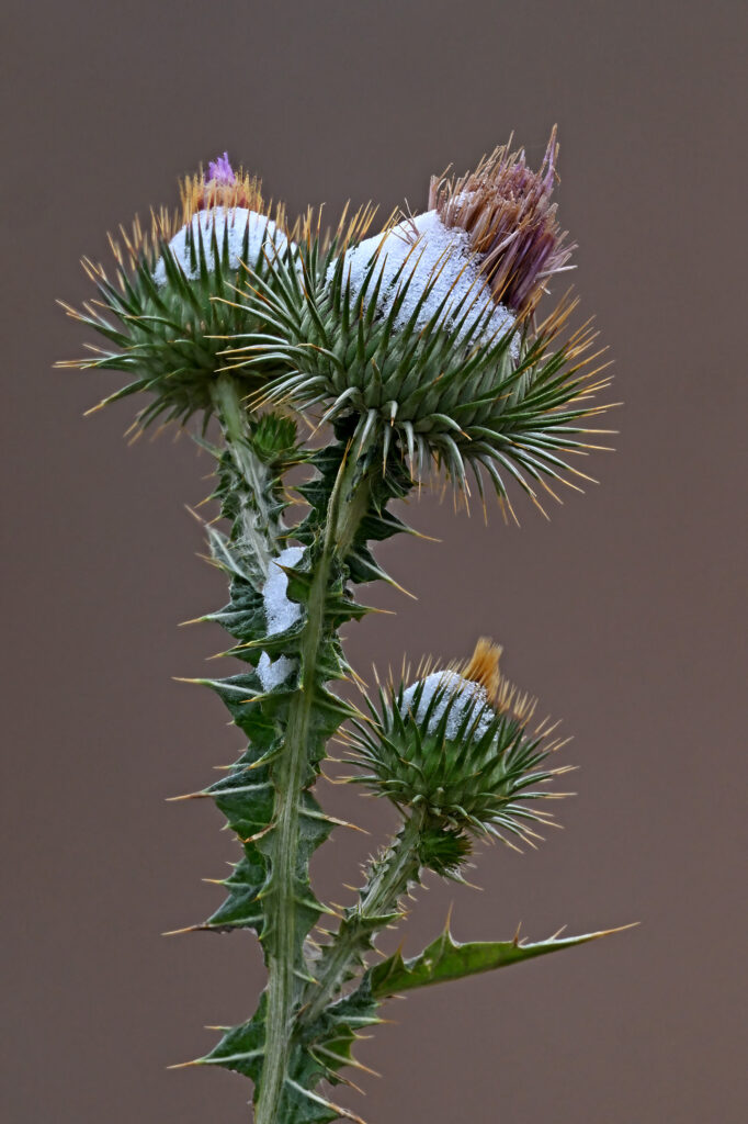 Canada Thistle