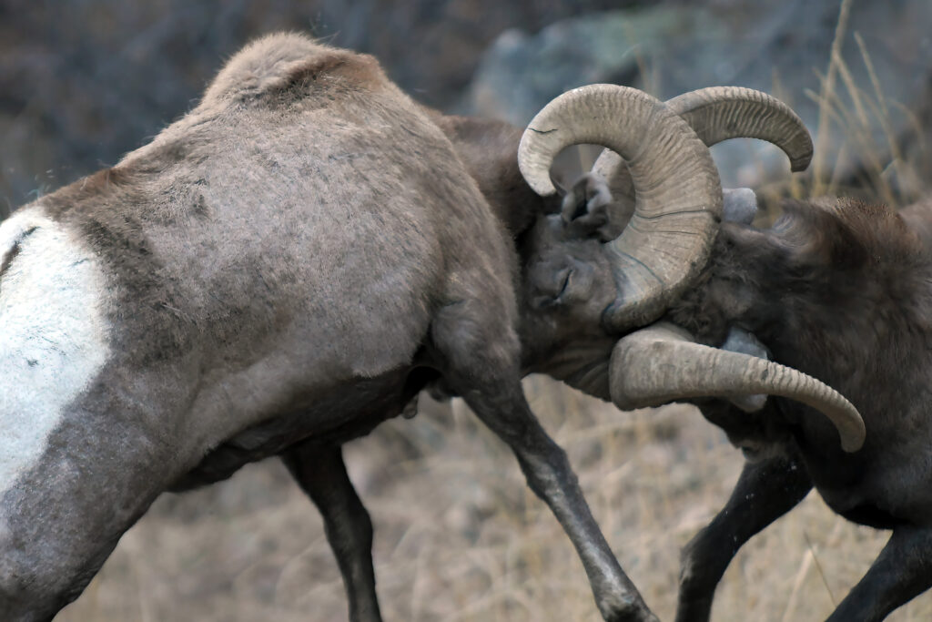 Bighorn Sheep