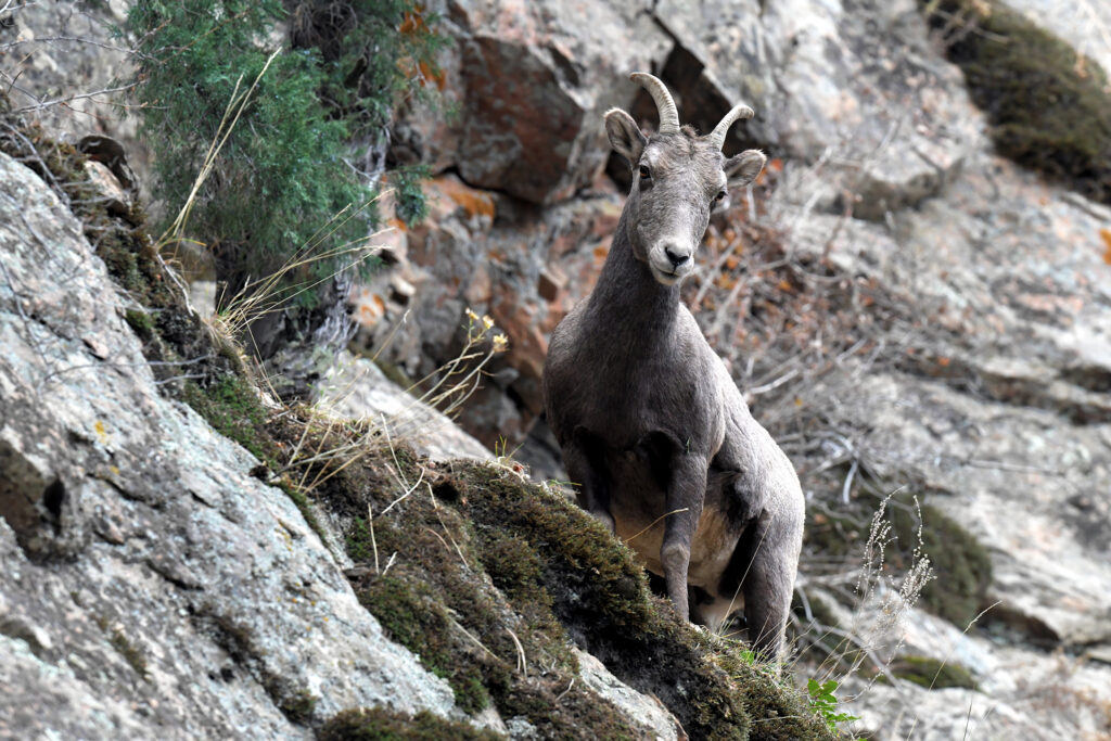 Bighorn Sheep