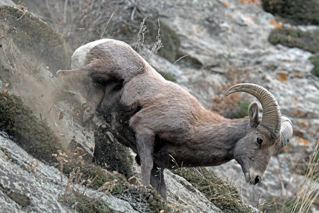 Bighorn Sheep