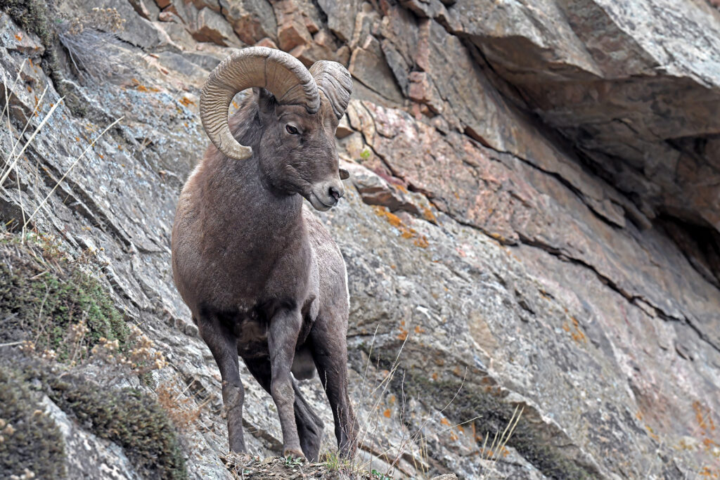 Bighorn Sheep